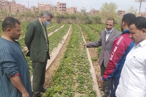 في إطار دورها المجتمعي: جامعة بنها تنظم قافلة زراعية بقرية الدير بطوخ